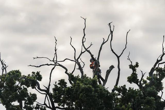 Pilarka łańcuchowa Husqvarna T540i XP G