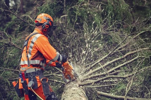 Pilarka łańcuchowa Husqvarna 564 XP® G z wtryskiem paliwa